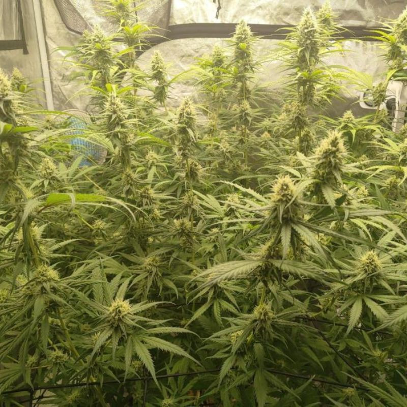 nasiona marihuany OG Bubble Gum