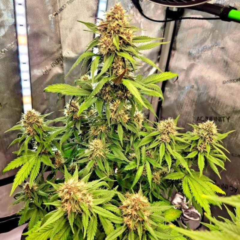nasiona marihuany Misty Gorilla Auto