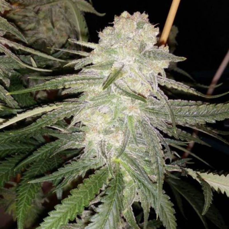 nasiona marihuany Little Dwarf Auto