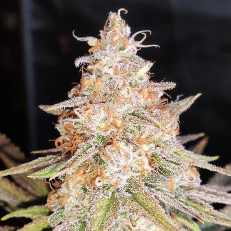 nasiona marihuany Jack The Ripper Auto
