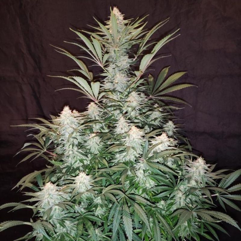nasiona marihuany Green Monster Auto