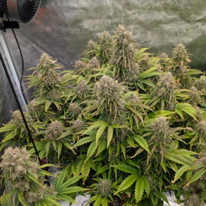 nasiona marihuany Blue Brilliant