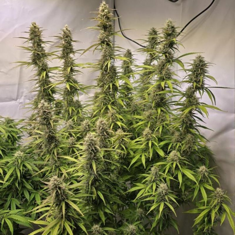 nasiona marihuany Candy Caramelo Auto