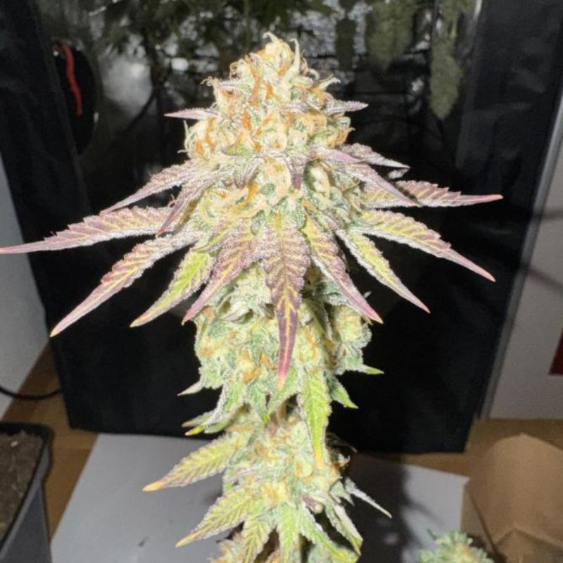 nasiona marihuany Candy Caramelo Fast Flowering