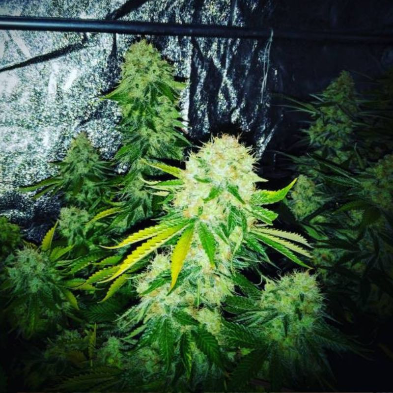 nasiona marihuany Green AK XL Auto
