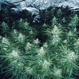 nasiona marihuany Green AK XL