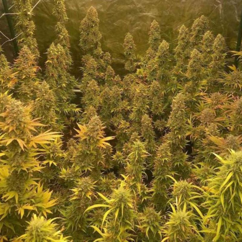 nasiona marihuany Skunk 1