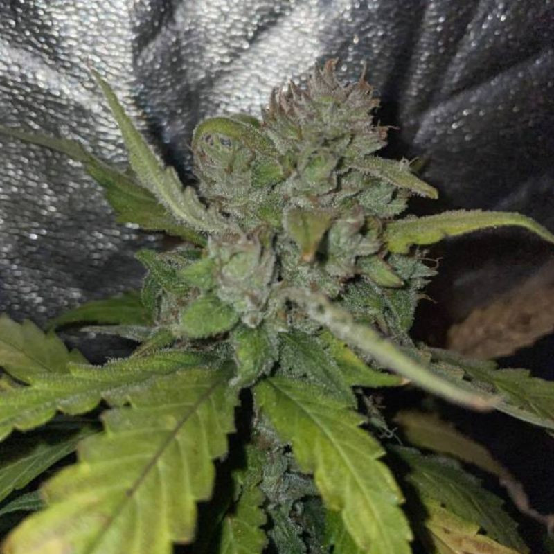 nasiona marihuany Auto Super Extra Skunk