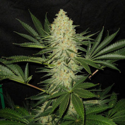 nasiona marihuany Amnesium