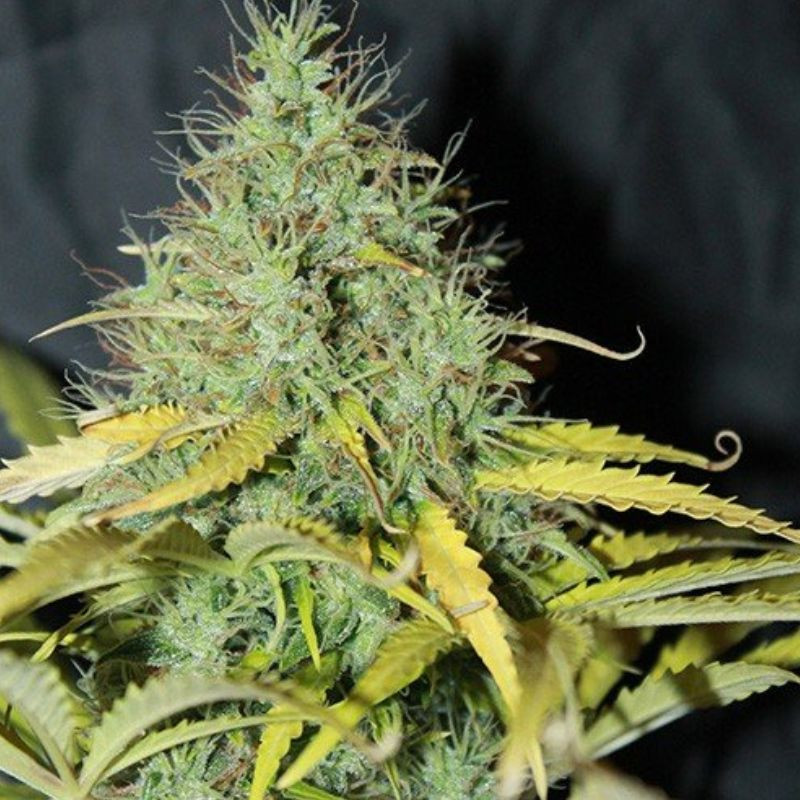 nasiona marihuany Auto Skunk 1