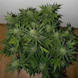 nasiona marihuany Vertigo