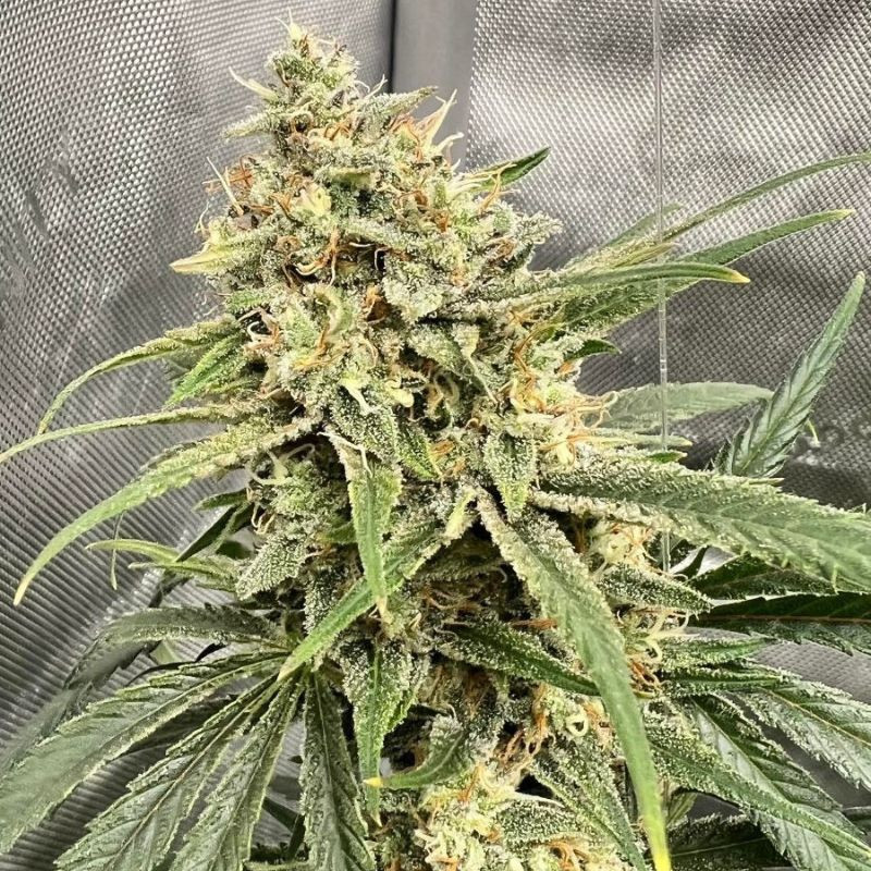 nasiona marihuany haze thcv