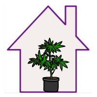 Nasiona marihuany indoor (do domu)