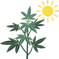 Nasiona marihuany outdoor (na dwór)