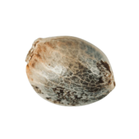 Najlepsze nasiona marihuany