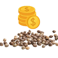 Tanie nasiona marihuany