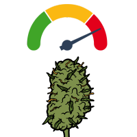Najmocniejsze odmiany marihuany