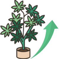 Szybko rosnące nasiona marihuany