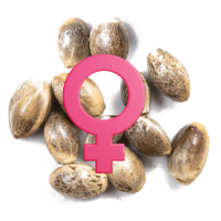 Feminizowane nasiona marihuany