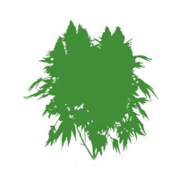 Nasiona marihuany 100% Indica