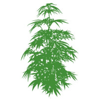 Nasiona marihuany 100% Sativa