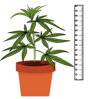 Niskie odmiany marihuany