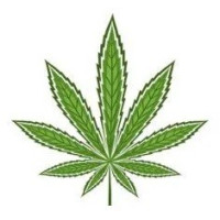 Nasiona marihuany głównie Sativa