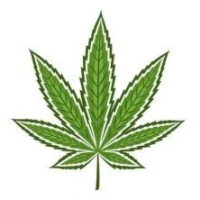 Nasiona marihuany hybrydy