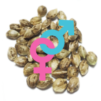 Regularne nasiona marihuany