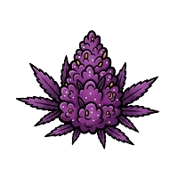 Fioletowe odmiany marihuany