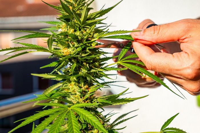 récolte du cannabis