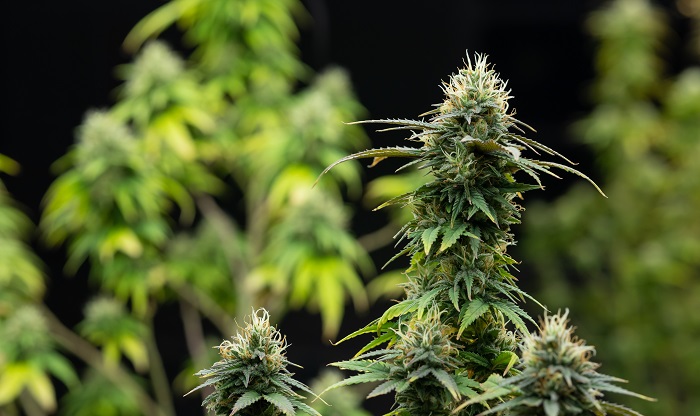 cannabisoogst