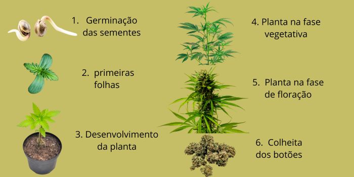 germinação de sementes de cânhamo