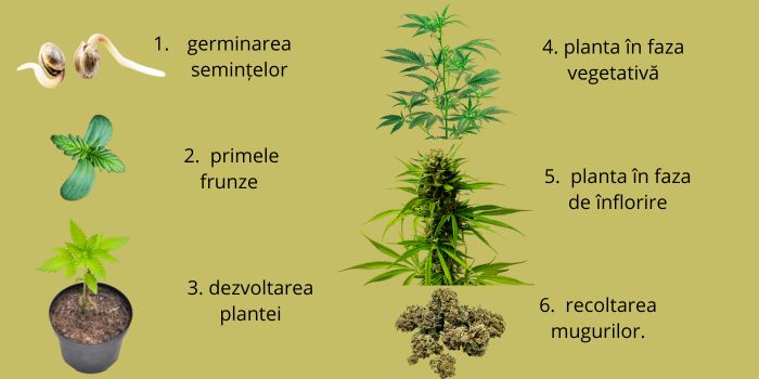 germinarea semințelor de canabis