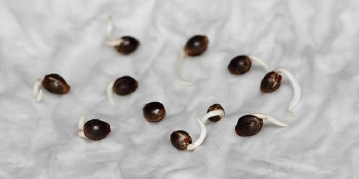 ontkieming van cannabiszaden