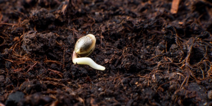 ontkieming van cannabiszaden