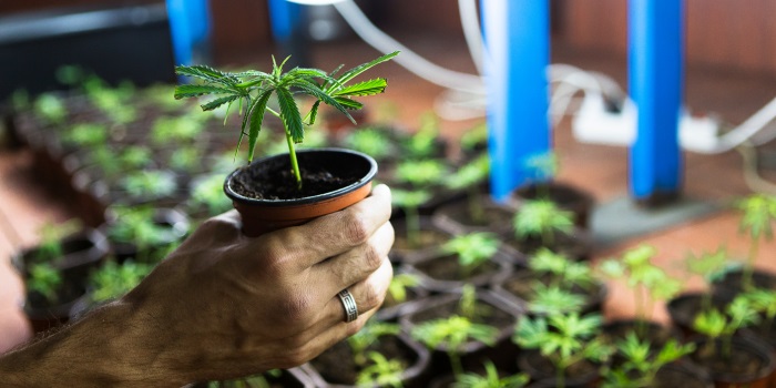 Ontkieming van cannabiszaden