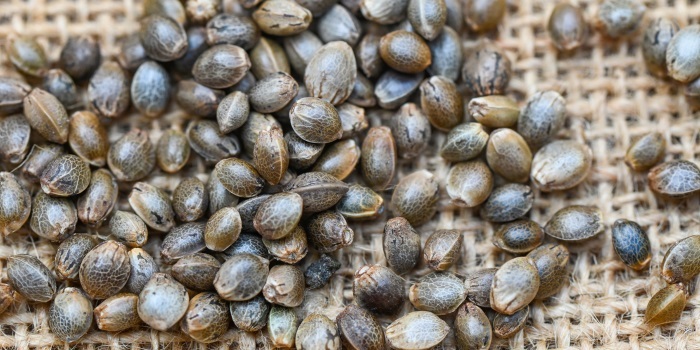 ontkieming van cannabiszaden