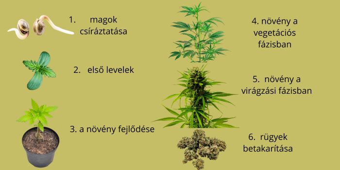 A kannabisz magvak csírázása