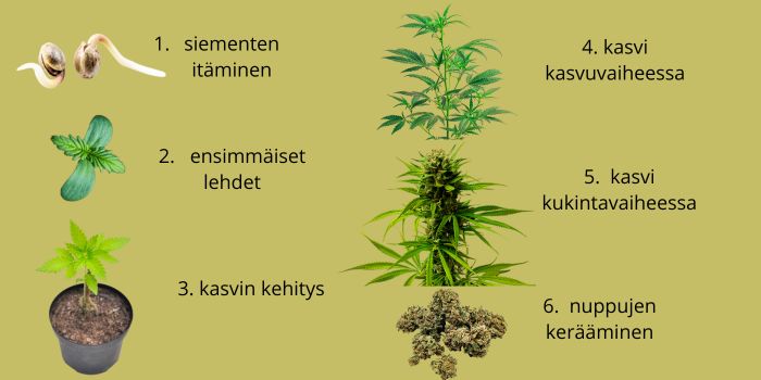 hampun siementen itävyys