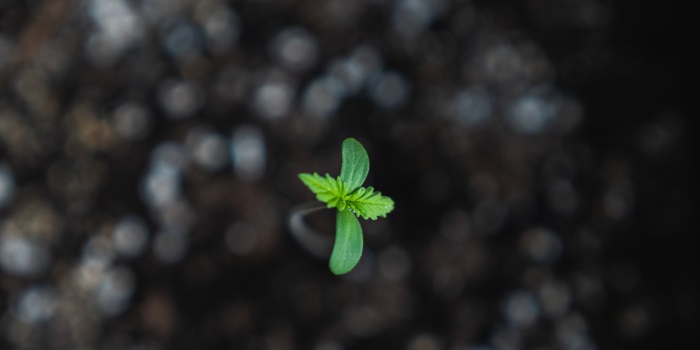 Ontkieming van cannabiszaden