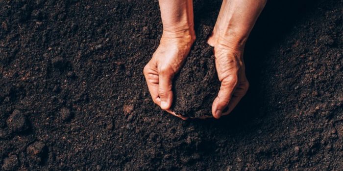 bedste jord til cannabis