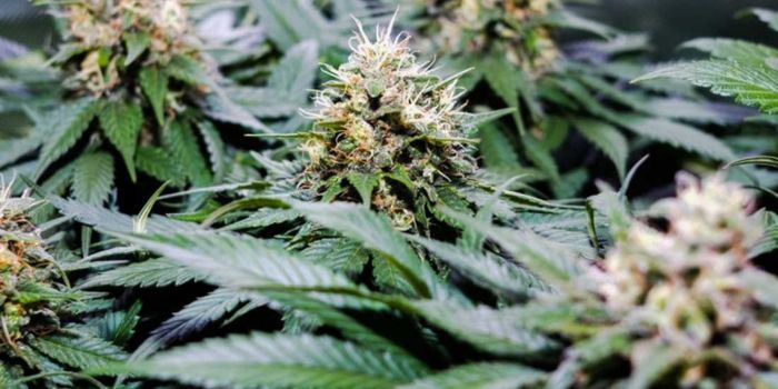 graines de cannabis