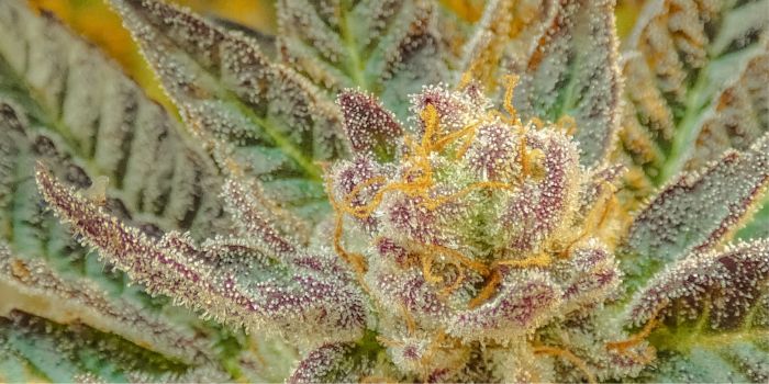 graines de cannabis