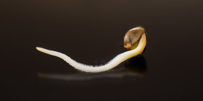 germination des graines de cannabis