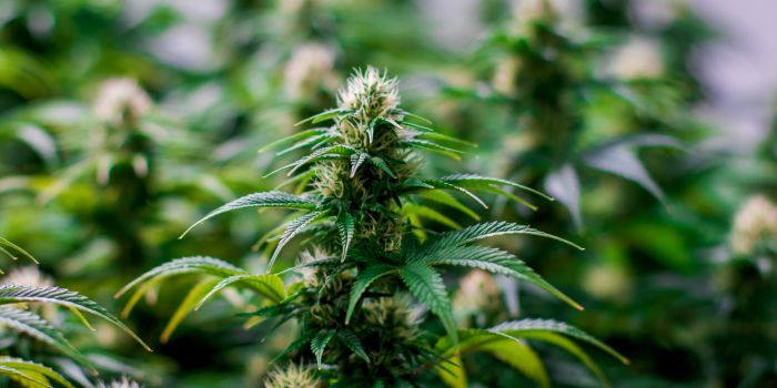 cannabisfrø