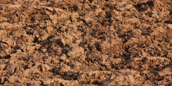 hvilken jord til cannabisdyrkning