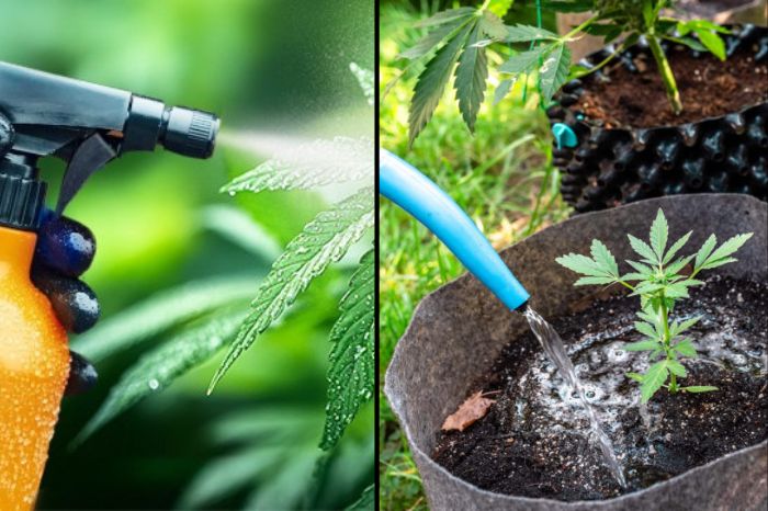 la fertilisation du cannabis