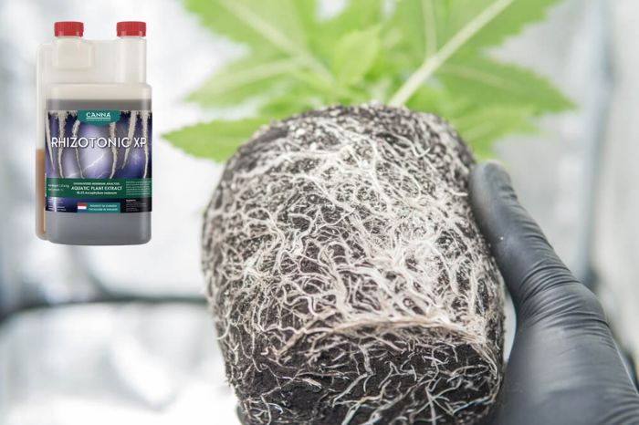 lannoite kannabiksen juurten kasvattamiseen