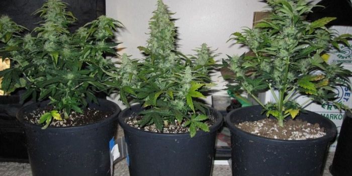 graines de cannabis